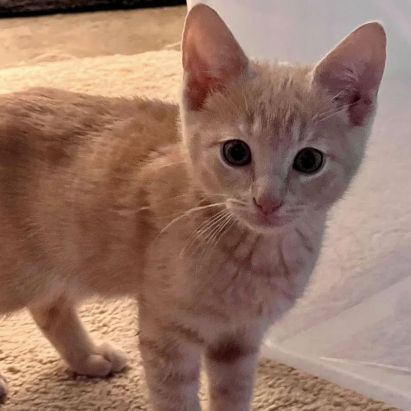 A baby small-sized male Buff / Tan / Fawn Domestic Short Hair cat named Talladega for adoption in Huntsville, AL