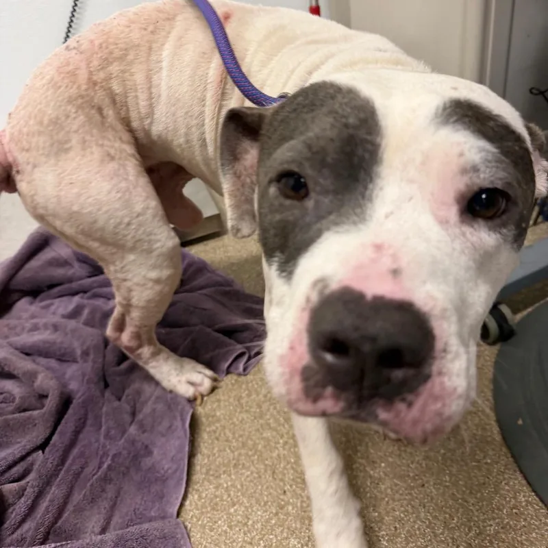 A senior medium-sized male White / Cream Pit Bull Terrier dog named Berry for adoption in League City, TX