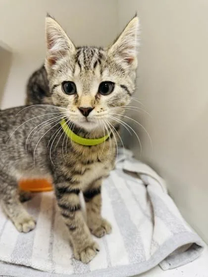 A baby small-sized male Domestic Short Hair cat named HeMan for adoption in West Chester, PA
