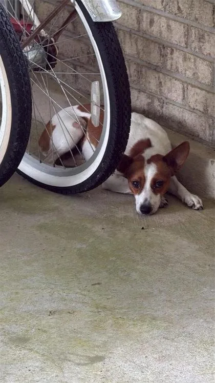 A young small-sized male Rat Terrier dog named Trojan for adoption in Port Saint Joe, FL