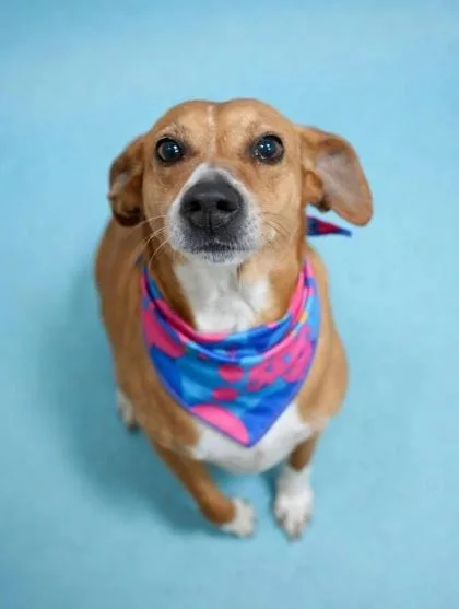 Browniehw+ thumbnail 2