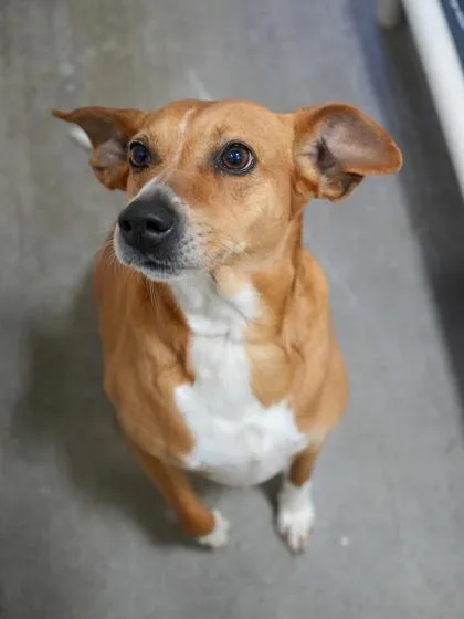 Browniehw+ thumbnail 3