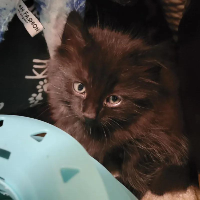 A baby small-sized male Black Domestic Long Hair cat named Simba for adoption in Long Beach, CA
