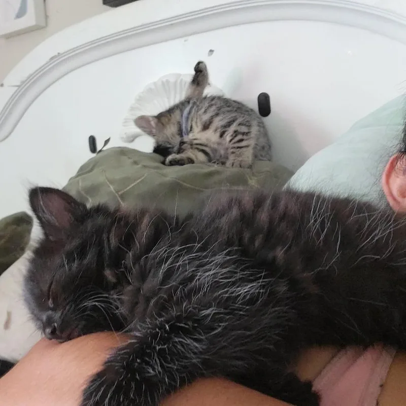 Simba thumbnail 4