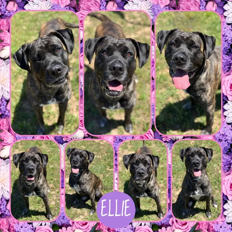 Ellie thumbnail 2
