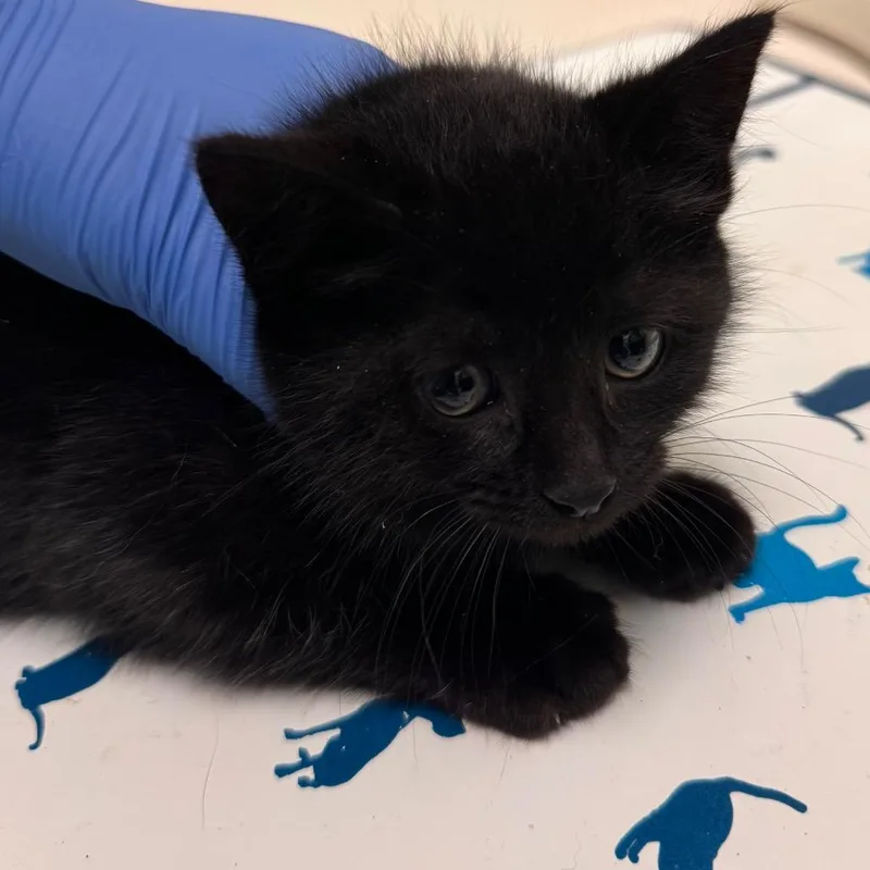 A baby small-sized female Black Domestic Short Hair cat named Higgy for adoption in Lynchburg, VA