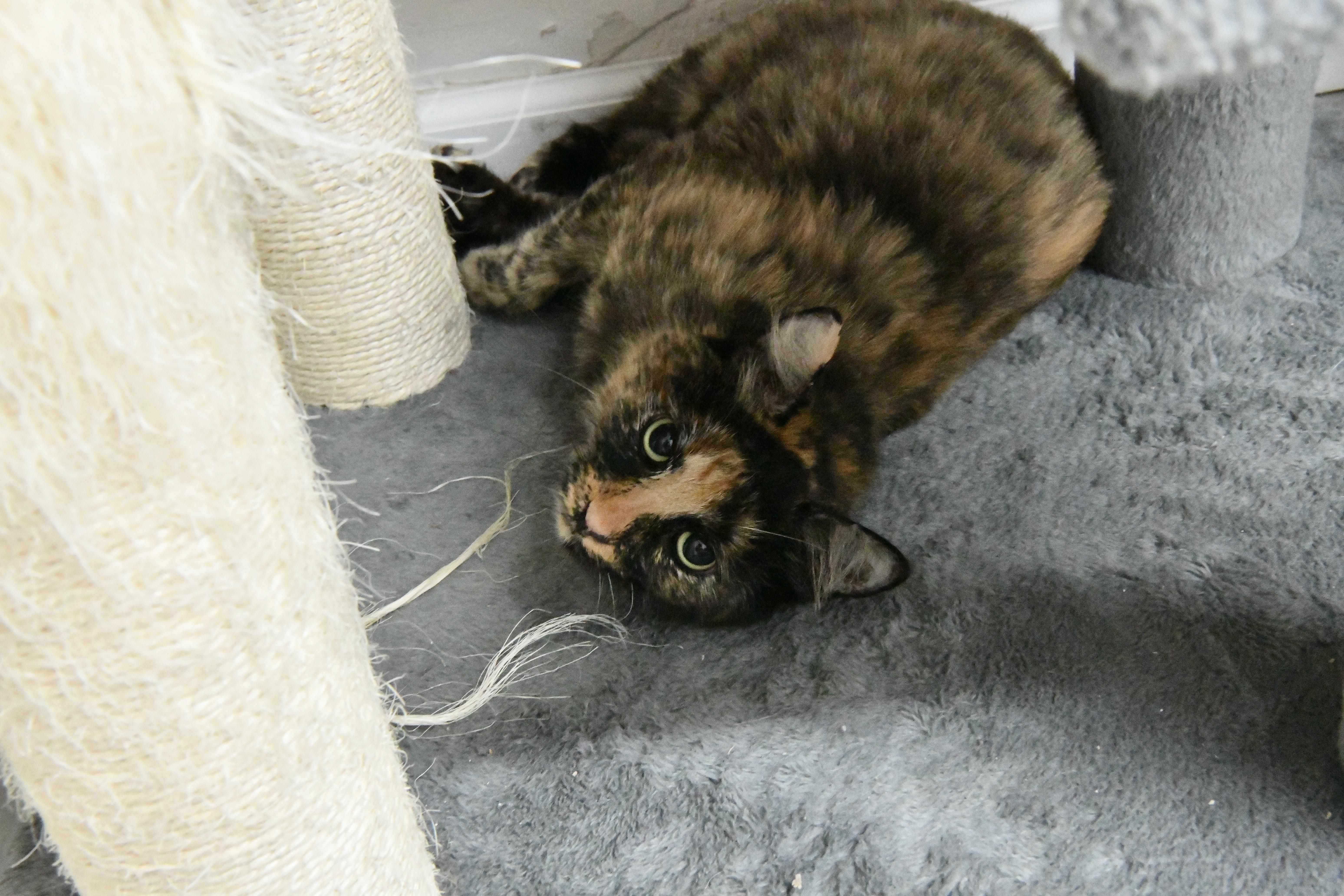 A young medium-sized female Tortoiseshell Domestic Short Hair cat named Tuba for adoption in Fairhope, AL