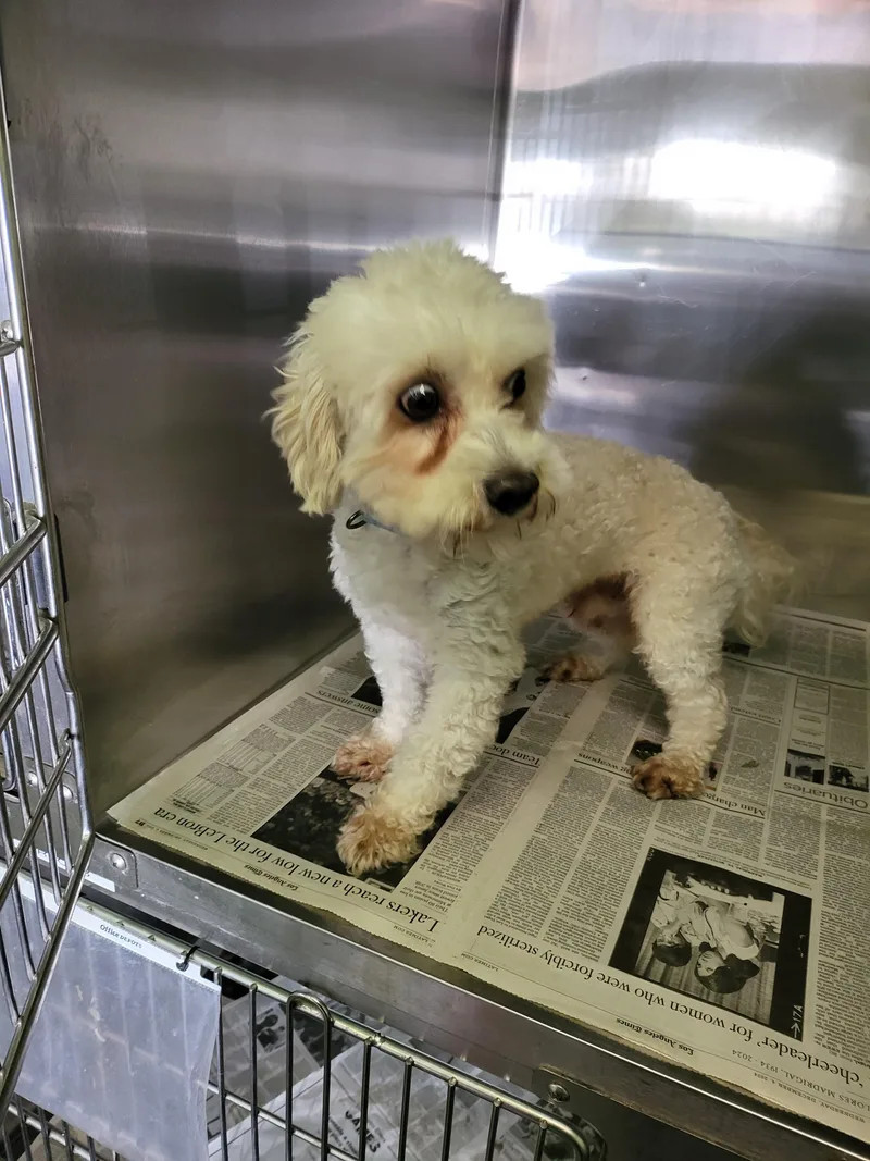 An adult medium-sized male Poodle dog named Zion for adoption in Los Angeles, CA