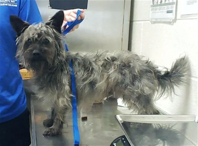 An adult small-sized male Cairn Terrier dog named Toto for adoption in Fayetteville, NC