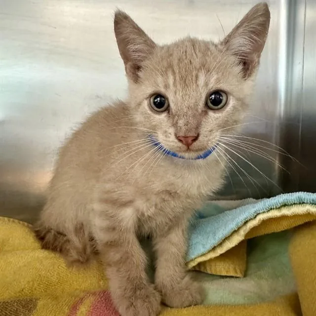A baby small-sized male Domestic Short Hair cat named Theodore for adoption in Riverside, CA