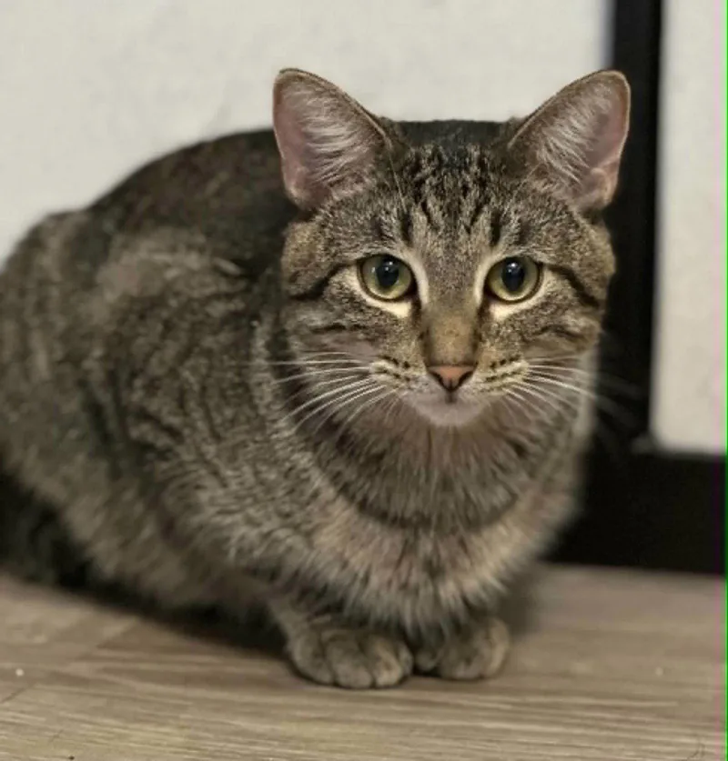 A young small-sized male Tabby cat named Georgy for adoption in Mankato, MN