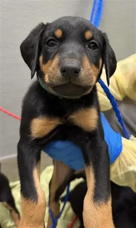 A baby small-sized male Doberman Pinscher dog named Charming for adoption in Las Vegas, NV