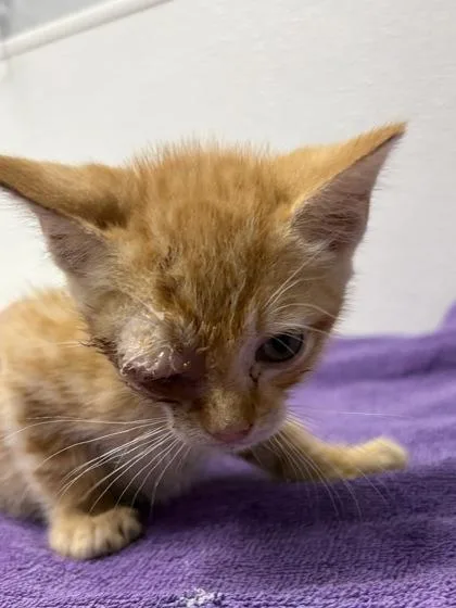 A baby small-sized male Domestic Short Hair cat named Serrano for adoption in West Chester, PA
