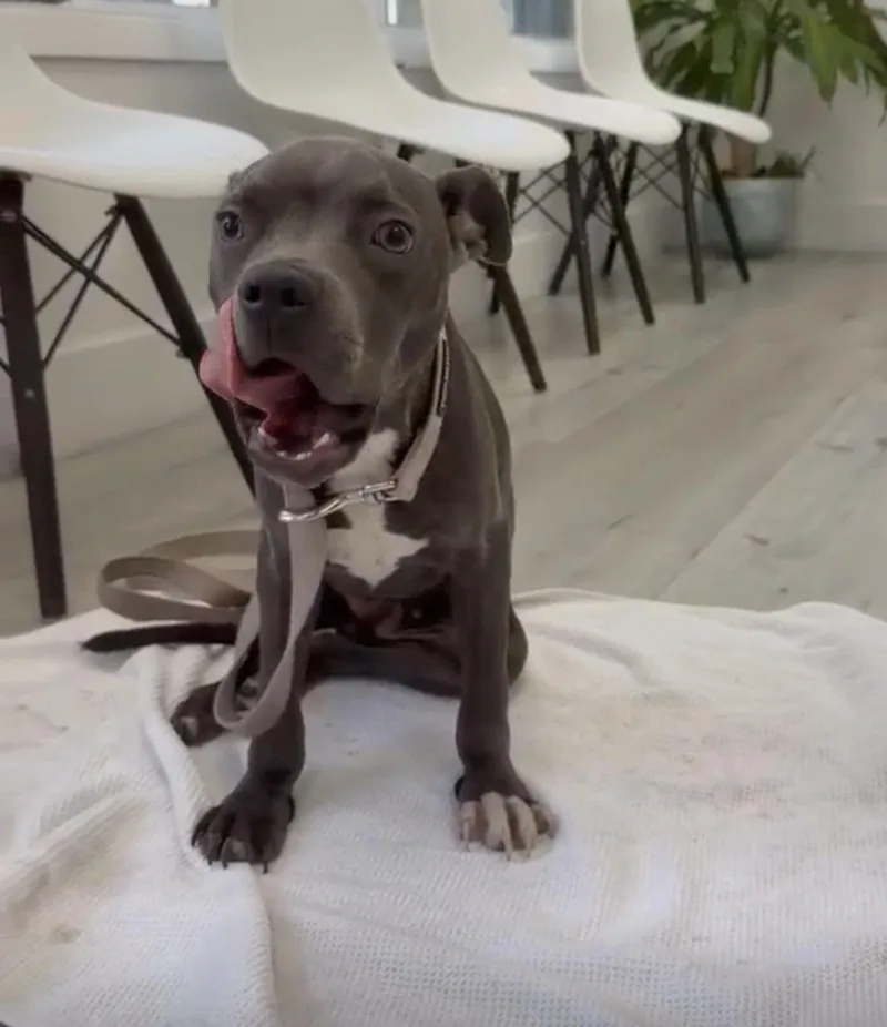 A young medium-sized female Gray / Blue / Silver Boxer dog named Grace for adoption in Homestead, FL