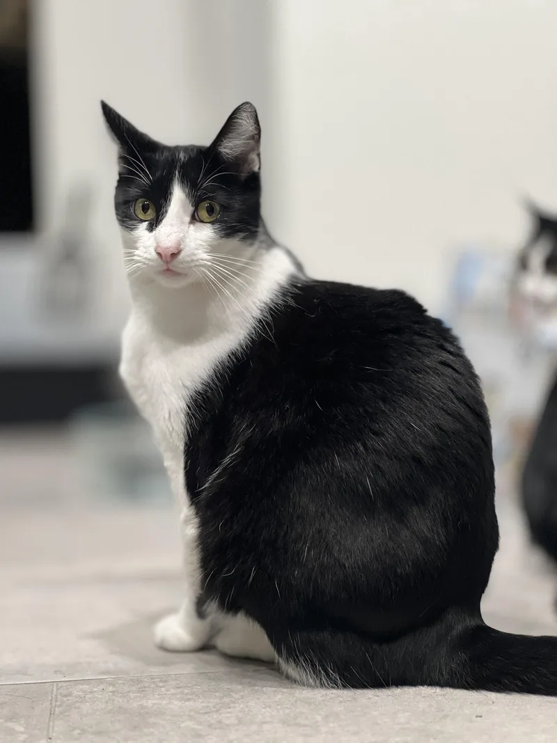 A young large-sized male Black & White / Tuxedo Domestic Short Hair cat named Zorro for adoption in San Juan Capistrano, CA