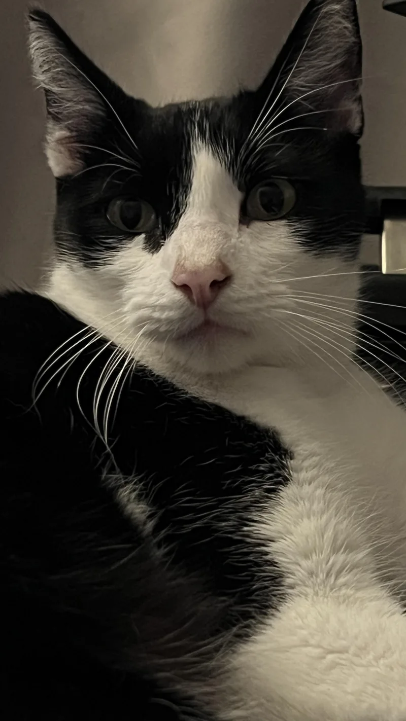 Zorro thumbnail 2