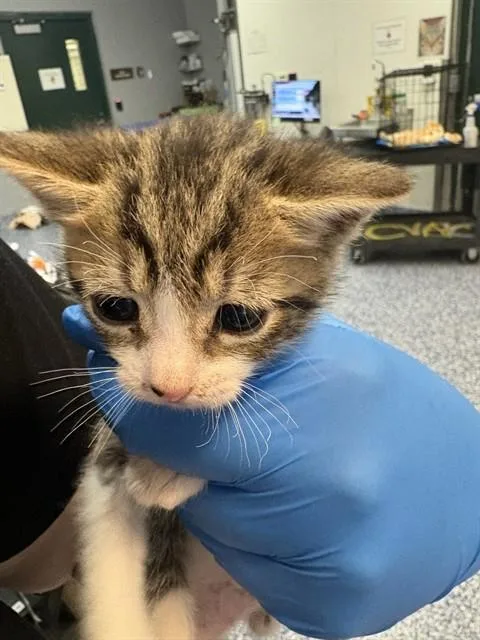 A baby small-sized female Domestic Short Hair cat named Trixie for adoption in Thousand Palms, CA