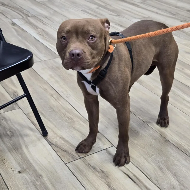 A young medium-sized male Brown / Chocolate Pit Bull Terrier dog named Onyx for adoption in Newark, NJ