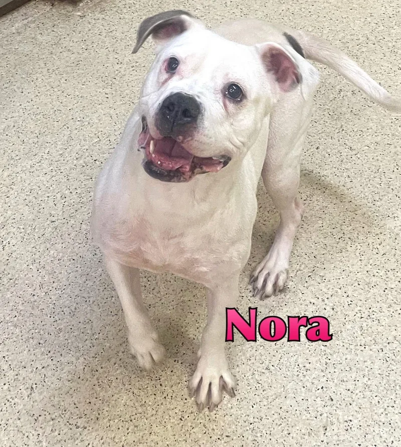 A senior medium-sized female Boxer dog named Nora for adoption in Muncie, IN