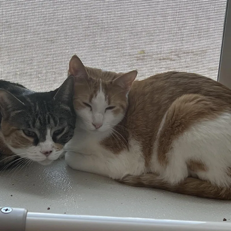 An adult medium-sized female Orange / Red Domestic Short Hair cat named Ella for adoption in Brighton, MO