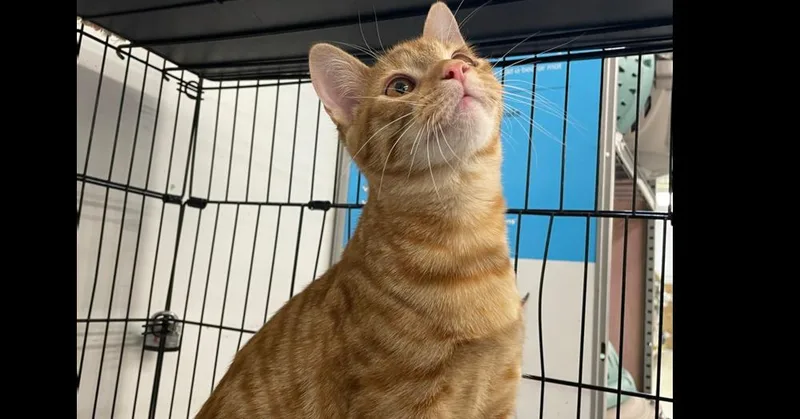 A baby small-sized male Tabby (Orange / Red) Domestic Short Hair cat named Tator for adoption in Olyphant, PA