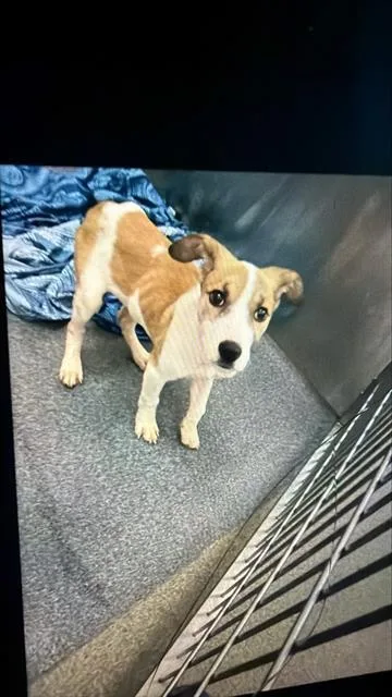 A young small-sized male Mixed Breed dog named Jimmy for adoption in Dallas, TX