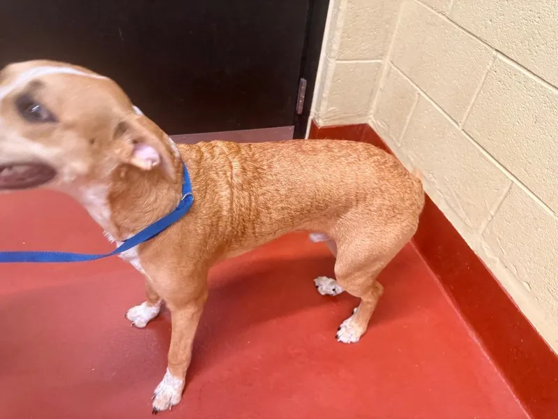 A young medium-sized male Mixed Breed dog named Superman for adoption in Douglasville, GA