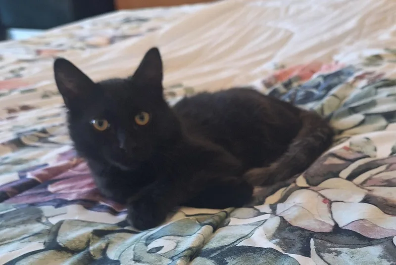 A baby medium-sized male Domestic Medium Hair cat named Catman for adoption in Reno, NV