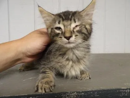 A young medium-sized female Tabby (Brown / Chocolate) Domestic Short Hair cat named Foo for adoption in Leitchfield, KY