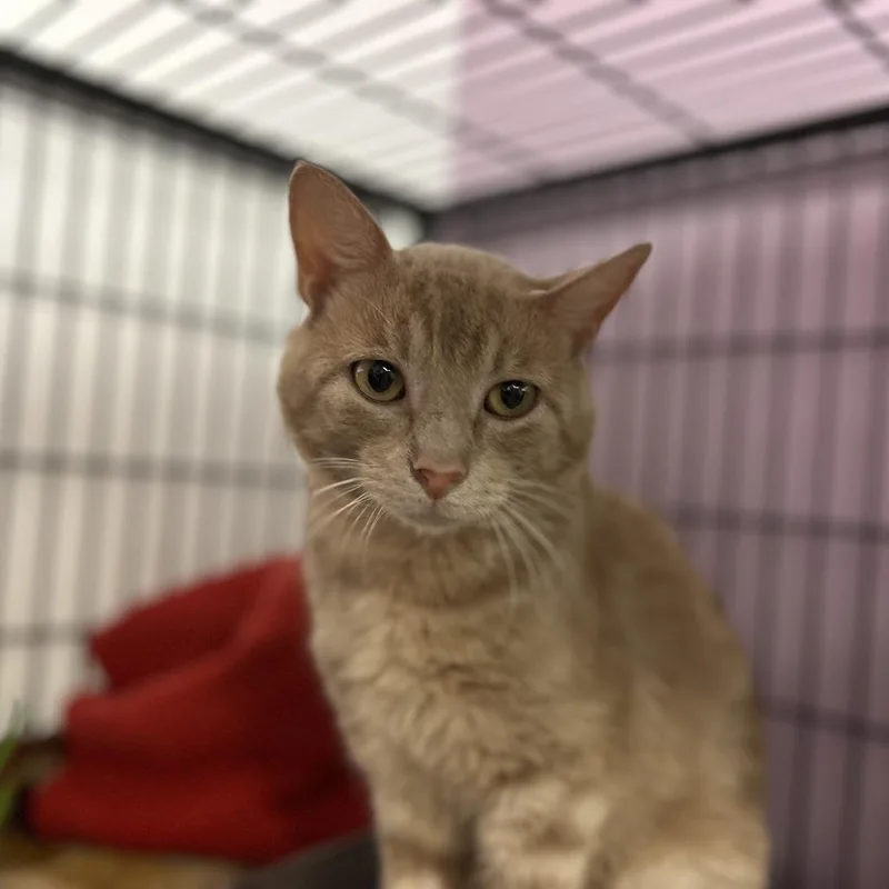 An adult medium-sized male Cream / Ivory Domestic Short Hair cat named Hisstopher for adoption in Davenport, IA