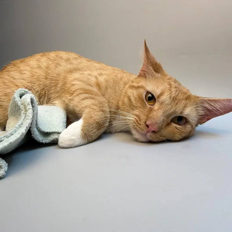 An adult medium-sized male Orange / Red Domestic Short Hair cat named Orange Boy for adoption in San Antonio, TX