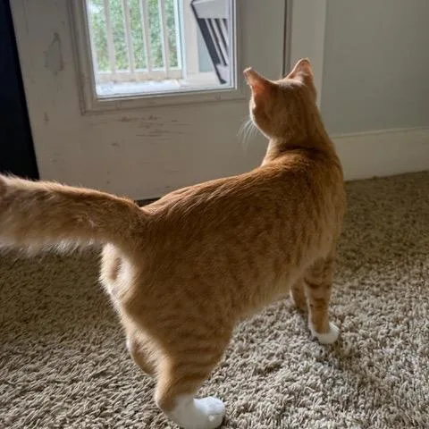 Orange Boy thumbnail 2