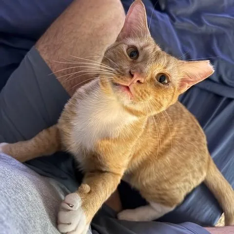 Orange Boy thumbnail 4