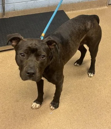 An adult large-sized male Mixed Breed dog named Midnoon for adoption in Chamblee, GA