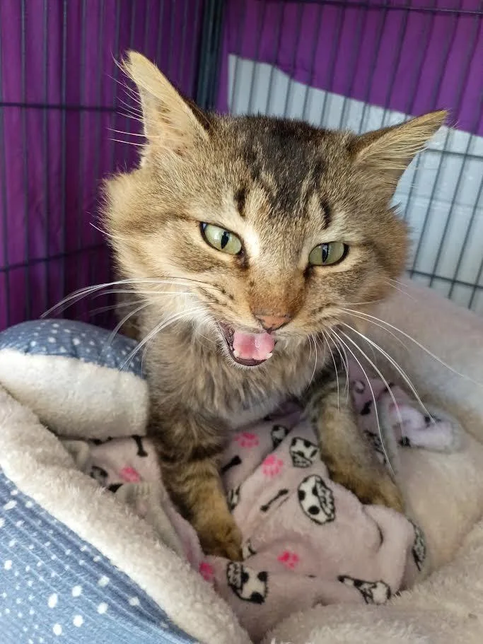 A young medium-sized male Domestic Medium Hair cat named Fuzzy for adoption in Hamilton, OH