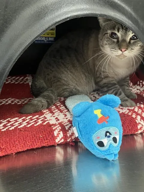 An adult large-sized male Domestic Short Hair cat named Herbie for adoption in Dallas, TX