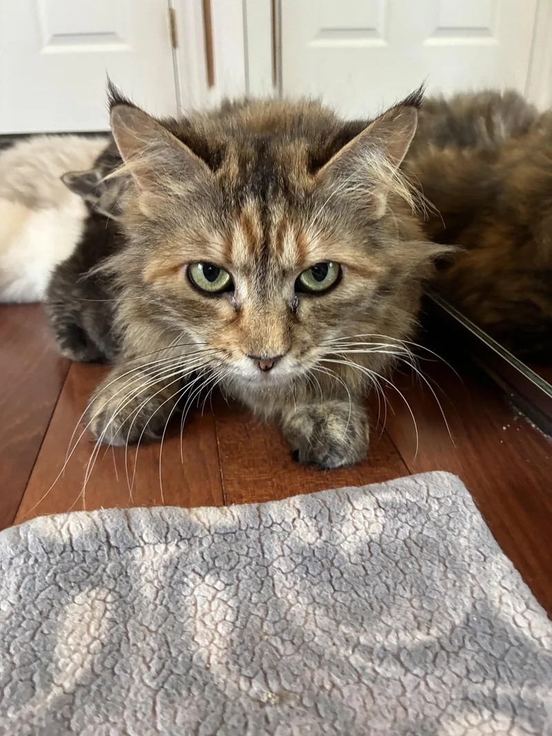 An adult medium-sized female Domestic Long Hair cat named Mimosa for adoption in Davis, CA