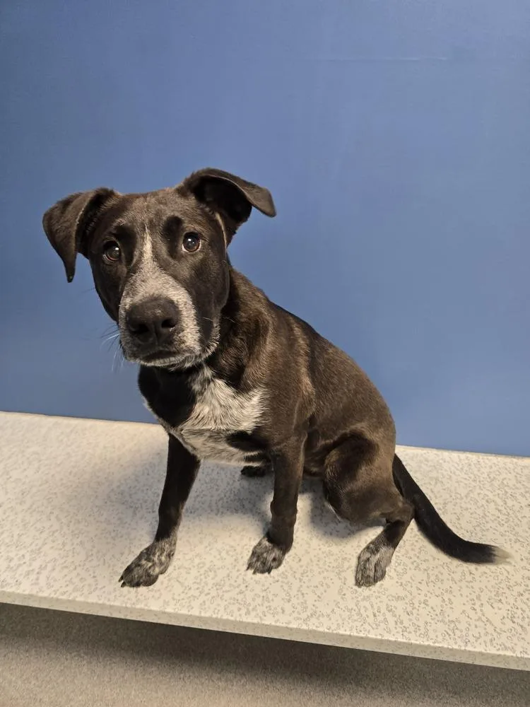An adult medium-sized male Tricolor (Brown, Black, & White) Australian Cattle Dog / Blue Heeler named Security for adoption in Wellington, KS