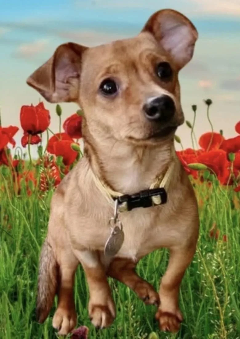 Tootsie thumbnail 4