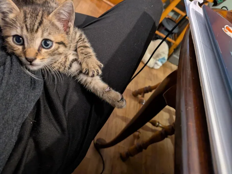 A baby medium-sized male Domestic Short Hair cat named Axl Rose for adoption in Pomona, NY