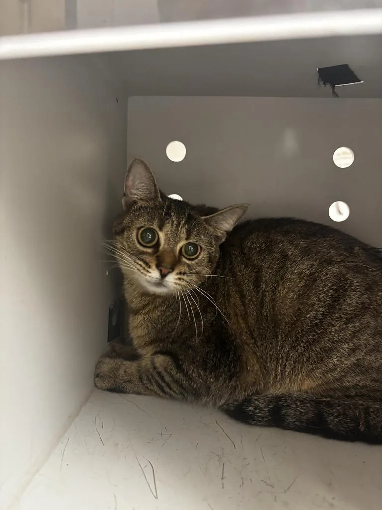 A young large-sized female Domestic Short Hair cat named Juju for adoption in Greenfield, IN
