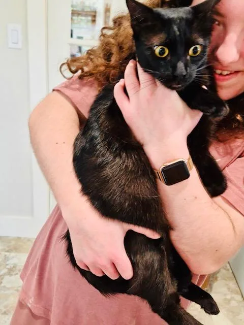An adult medium-sized male Black Burmese cat named Midnight for adoption in Bertram, TX
