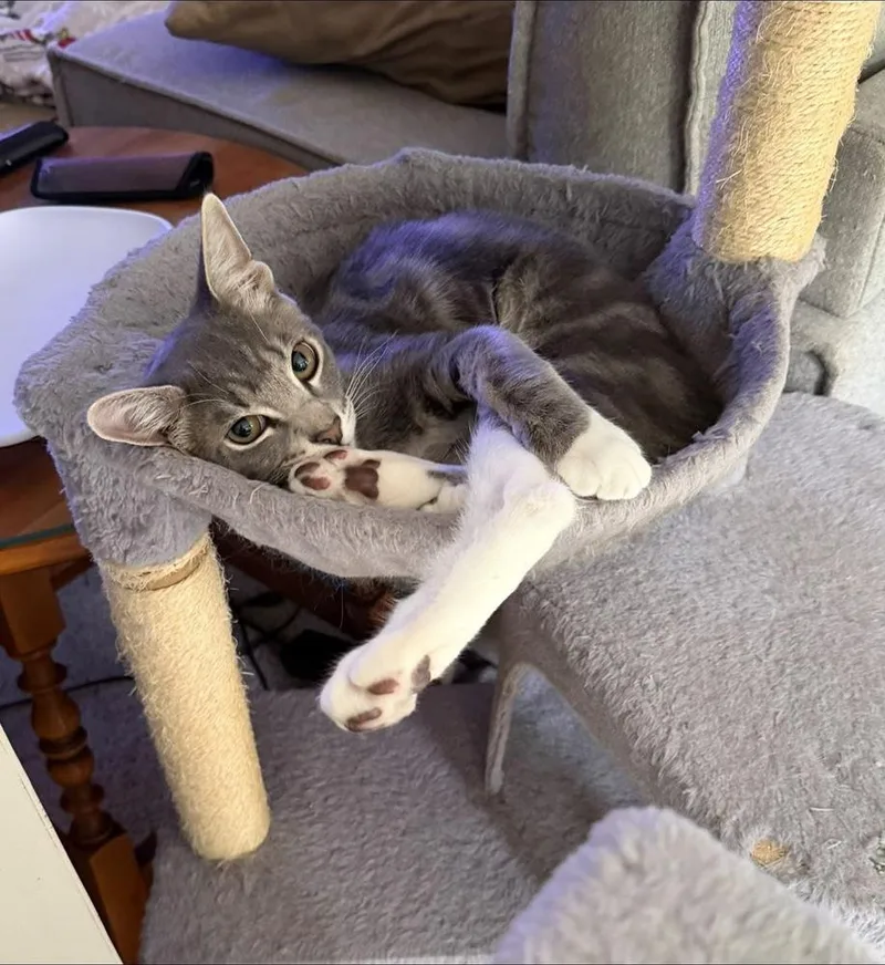 A baby small-sized male Gray & White Tabby cat named Rumours: The Chain for adoption in Warren, CT