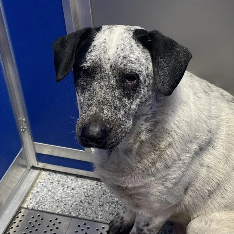 An adult large-sized female Tricolor (Brown, Black, & White) Cattle Dog named Piper LEMONT HOARDING HOUSE for adoption in Palatine, IL