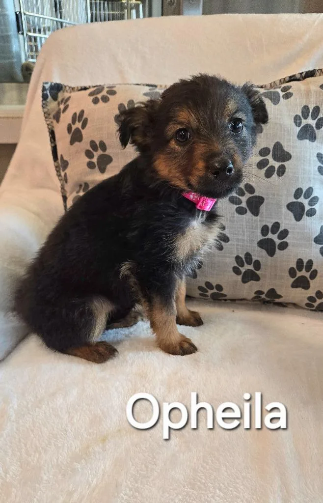 Ophelia Yrly