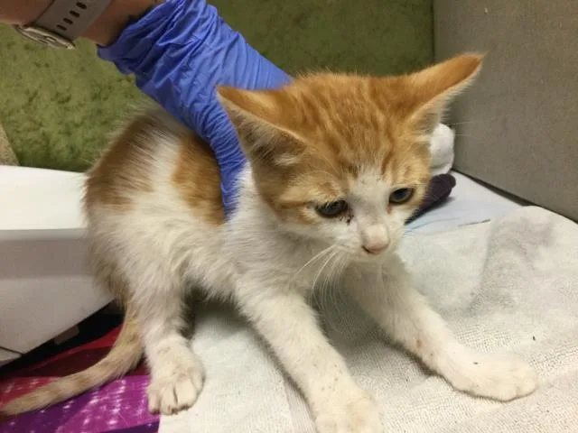 A baby small-sized female Domestic Short Hair cat named Mcwrap for adoption in Riverside, CA