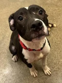 A baby medium-sized male Black Pit Bull Terrier dog named Argus for adoption in Cleveland, OH
