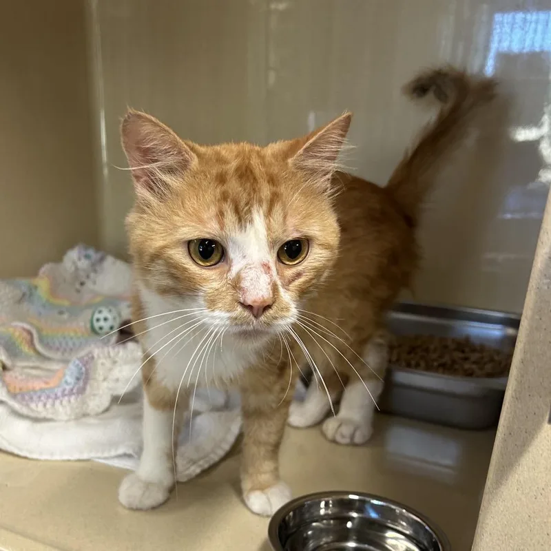 An adult medium-sized male Orange / Red Domestic Medium Hair cat named Tumble for adoption in Binghamton, NY