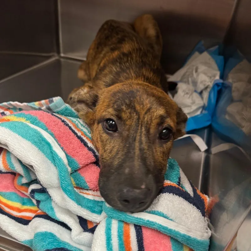 A baby medium-sized female Brindle Mixed Breed dog named Stan for adoption in Columbus, GA