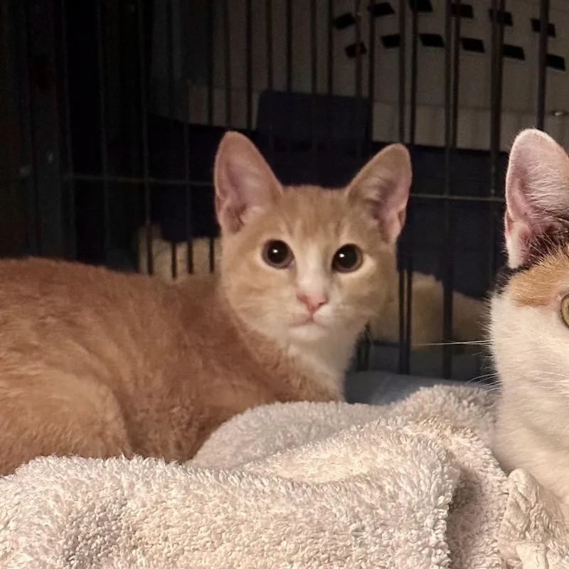 Dung Beetle thumbnail 2